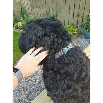 Dapper Doggo Delightful Collar Set