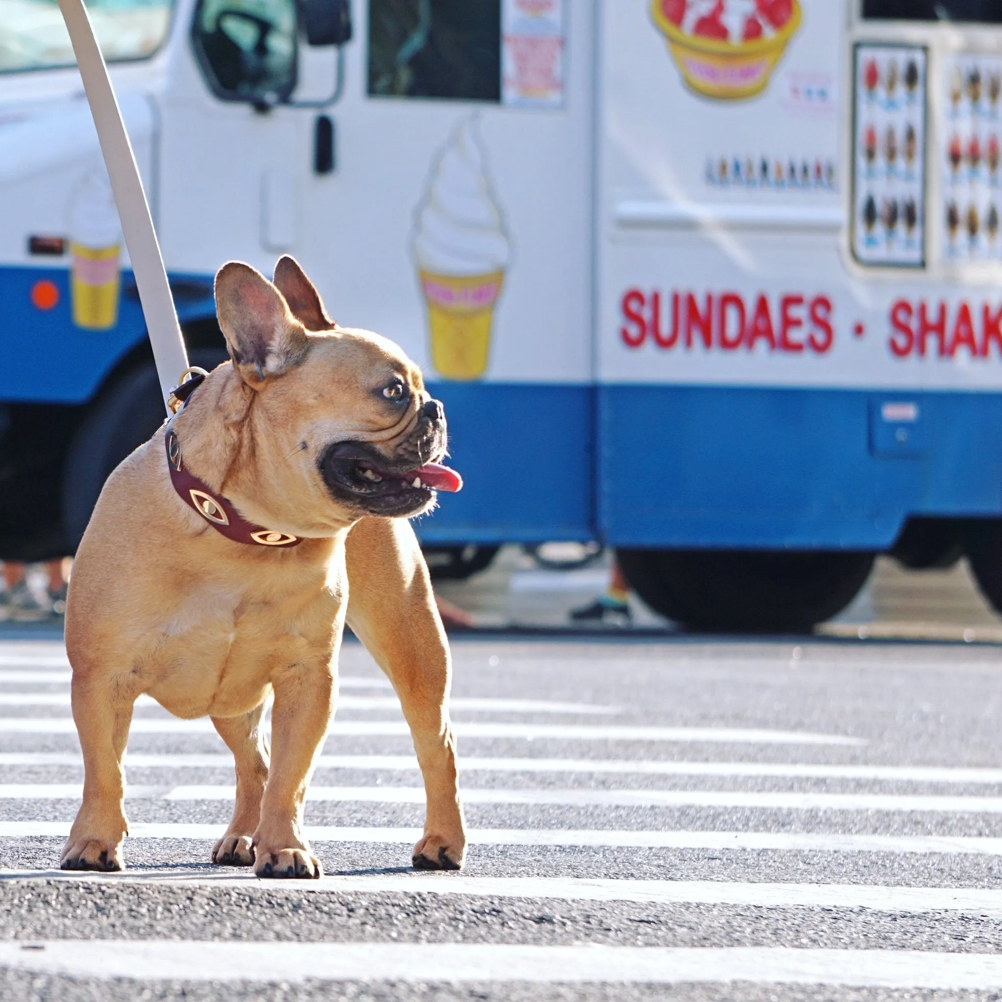 JULES COLLAR & LEASH SET