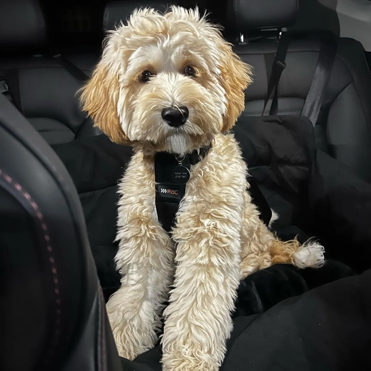 Julibee's Plush Luxury Dog Car Seat | Black